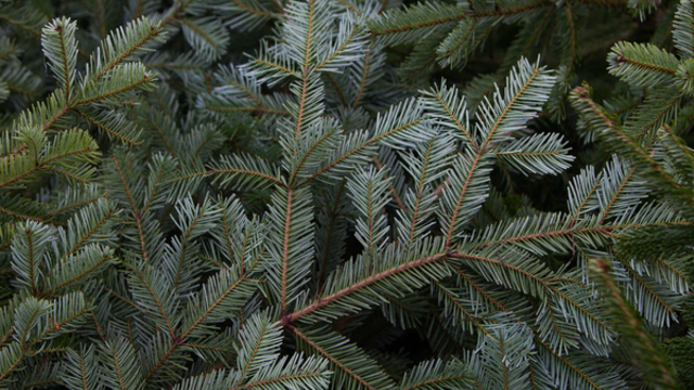 Жителей Зеленоградска попросили не украшать дома разноцветными гирляндами