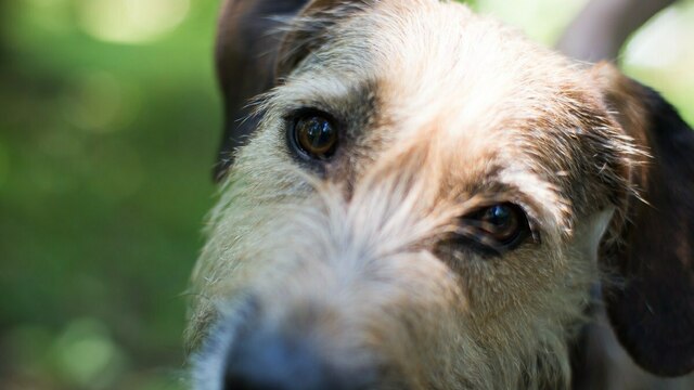В Калининградской области решили содержать бездомных собак на бюджетные деньги