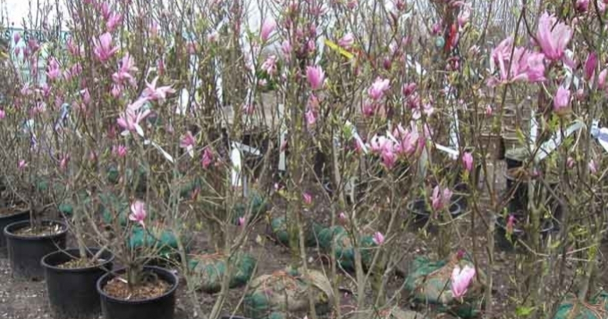 Магнолия суланжа. Магнолия суланжа. Магнолия суланжа саженец. Как пересадить магнолию. Магнолия суланжа дерево.