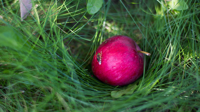 В Калининградской области откроют производство пастилы из местных яблок