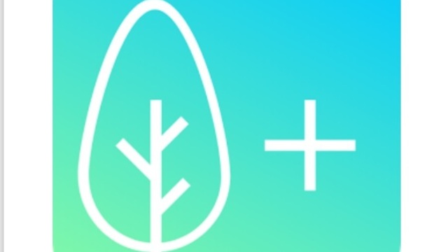 Калининградские разработчики создали мобильное приложение для учёта деревьев