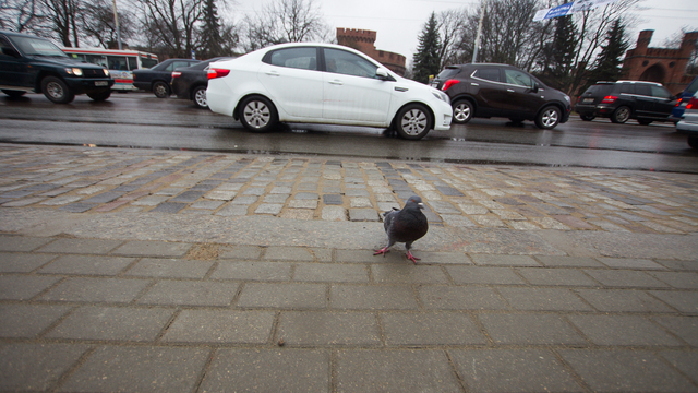 Кропоткин: Проектировщик должен понести ответственность за ошибку при реконструкции пл. Василевского