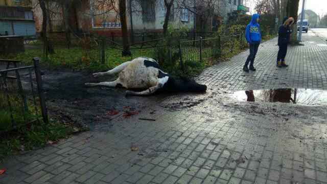 Очевидцы: корова билась в конвульсиях посреди улицы более 12 часов, пока не умерла