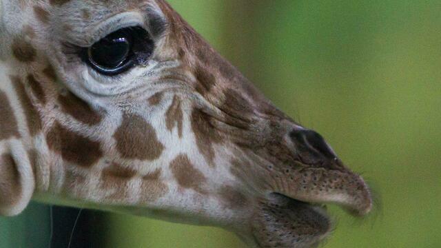 В Калининградском зоопарке открыли для посетителей павильон с новорожденным жирафом