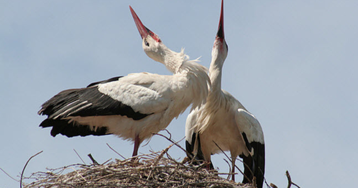 Гнездо аиста на столбе. Фотография аиста. Аист фото. Прибалтийская страна ее называют страной аистов. Аистообразные птицы.