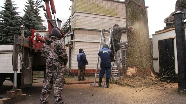 У входа в Калининградский зоопарк спиливают вековой дуб