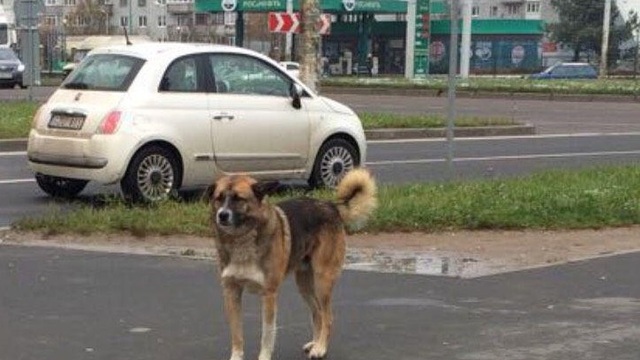 В Калининграде бездомная собака, которую прикармливают жители высотки на ул. Гайдара, искусала восьмилетних детей (фото)