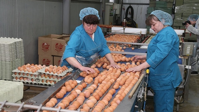 Калининградские сельхозпроизводители существенно нарастили производство яиц и птицы 