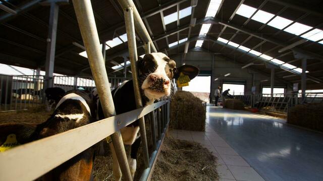 Калининградская компания одной из первых в России начинает поставлять мясо в Японию