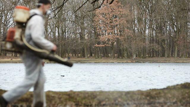 До 29 марта собак выгуливать с осторожностью: скверы Калининграда обрабатывают от крыс и клещей  