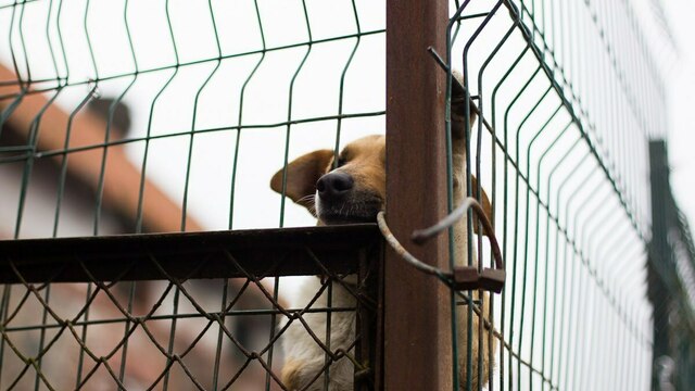 Хорошие охранники и верные друзья: каких собак можно забрать в калининградском приюте (фото)