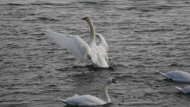 В Калининградском зоопарке рассказали, нужно ли спасать зимой лебедей и как это делать
