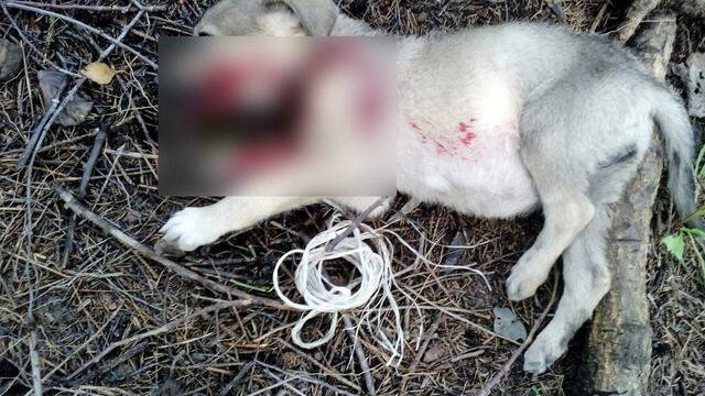 Под Калининградом дети нашли повешенного живого щенка с перерезанным горлом, требуется помощь