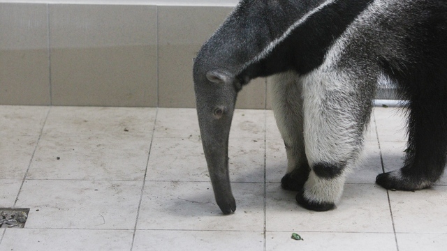 В Калининградский зоопарк везут муравьеда