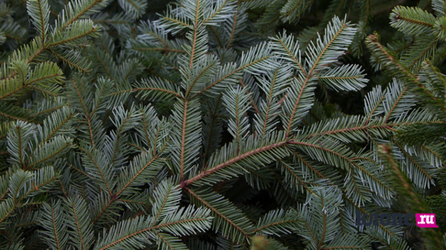 В Советске установили главную елку города, спиленную у детсада