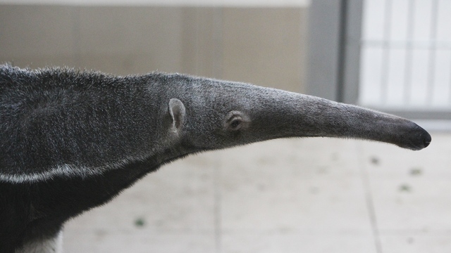 Единственный в России: в Калининградский зоопарк привезли гигантского муравьеда