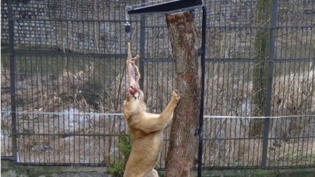 В датских зоопарках просят приносить домашних питомцев на корм хищникам