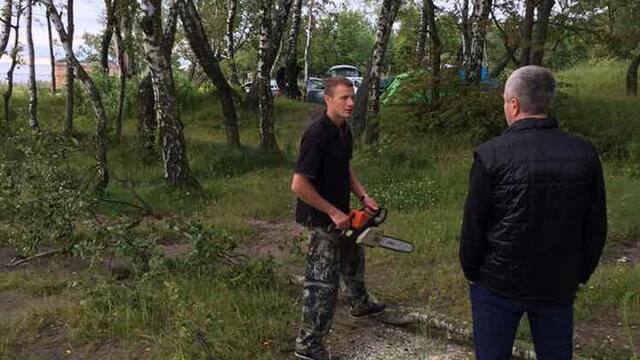 В Янтарном полиция ищет отдыхающего, спилившего в парке берёзу
