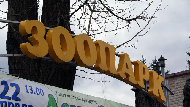 Стало известно, когда в Калининградском зоопарке появятся гигантские муравьеды