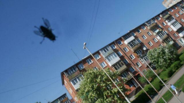 Калининградцы жалуются на полчища мух в домах