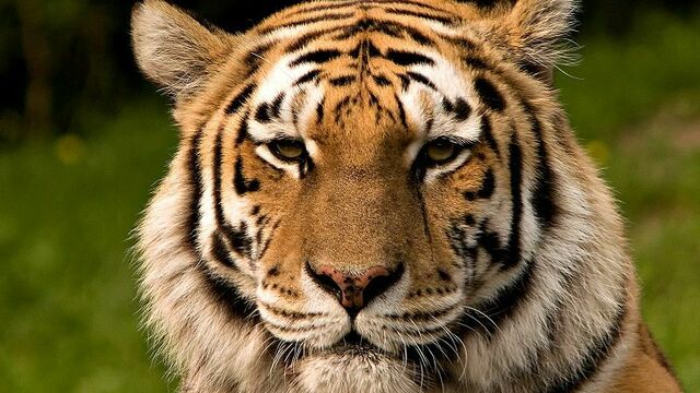 WWF: популяция диких животных за 40 лет сократилась на 58%
