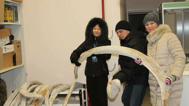 В Музей Мирового океана привезли скелет серого кита (фото) 