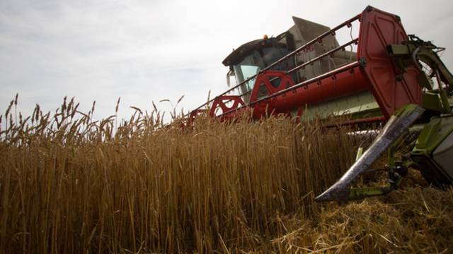 Немецкие инвесторы хотят выращивать в Калининграде зерно