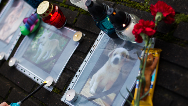 Путин поддержал ужесточение наказания за жестокое обращение с животными