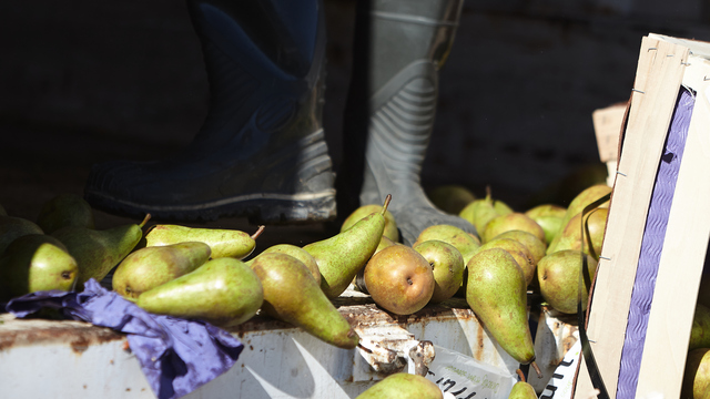 Роспотребнадзор за год изъял из продажи 124 тонны санкционки   