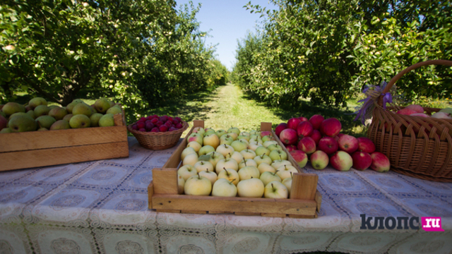 В Калининградской области займутся переработкой овощей и фруктов