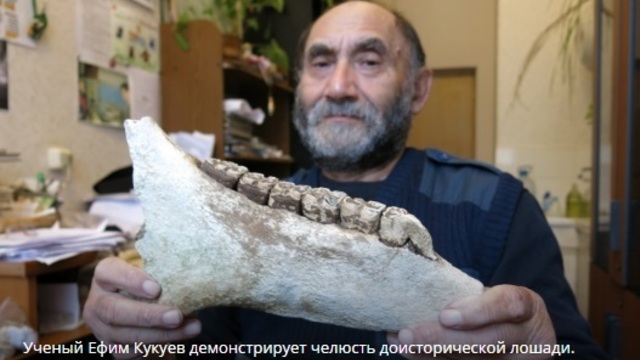 Житель Светлогорска нашёл на берегу Балтийского моря челюсть доисторической лошади (фото)