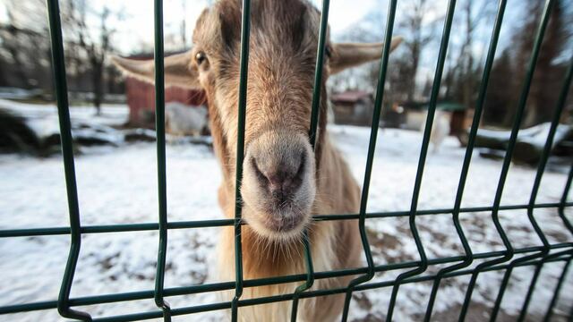 Кенгуру на снегу и бассейн для макак: в зоопарке рассказали, как животные переносят первые морозы