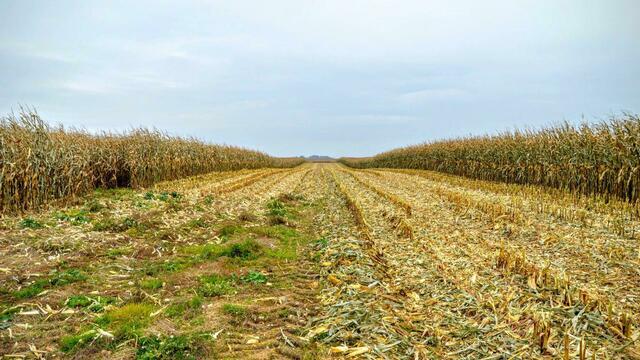 Financial Times: благодаря санкциям Россия переживает сельскохозяйственный бум