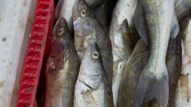 После запрета на поставки рыбы из Эстонии и Латвии в Калининградской области увеличился вылов