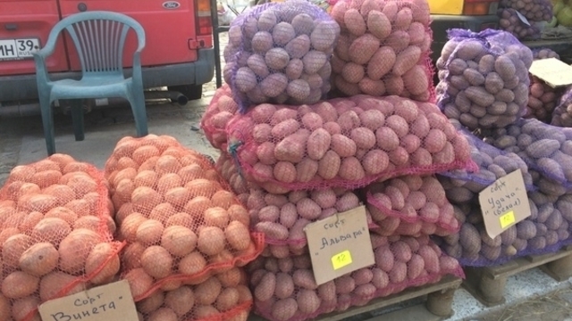 Правительство: Калининградская область полностью обеспечена картофелем