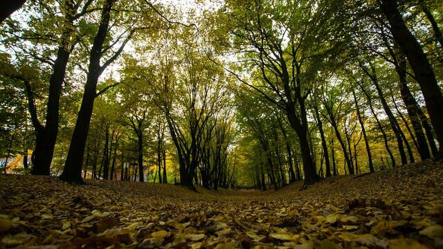 Квест, фантастика и искусство: как провести осенние каникулы в Калининграде