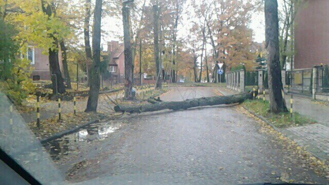 На ул. Ленинградской упавшее дерево полностью парализовало движение транспорта (фото)