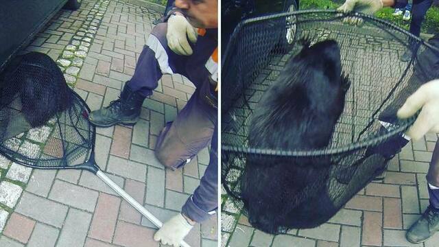 В центре Калининграда экстренные службы поймали бобра (фото, видео)