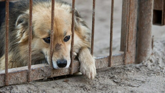 В Калининграде собирают средства на лечение двух искалеченных людьми собак