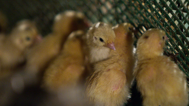 С начала года объём производства сельскохозяйственной продукции в России вырос почти на 3%