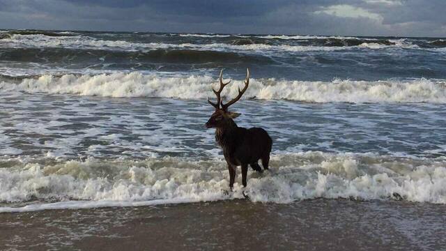 На Куршской косе сфотографировали купающегося в море оленя