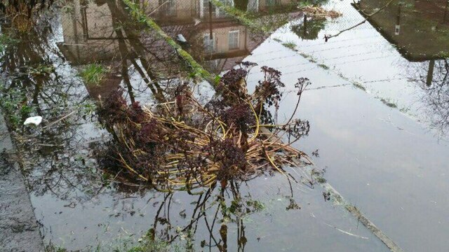 В Калининграде и области после дождей затопило жилые дома и участки 
