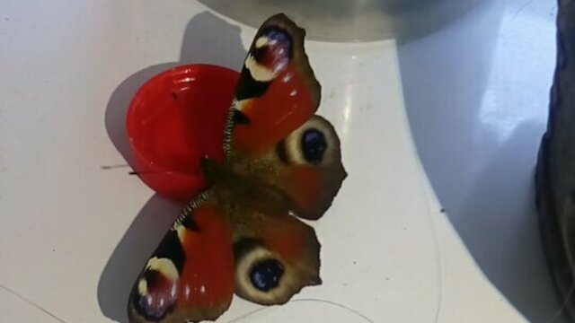 Из-за тёплой зимы в Калининграде проснулись бабочки 