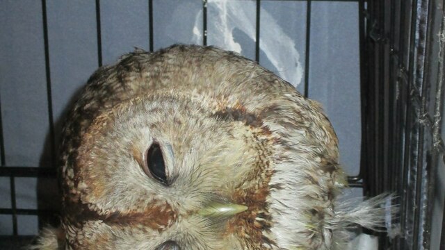 В приюте для диких животных под Калининградом спасают маленькую сову