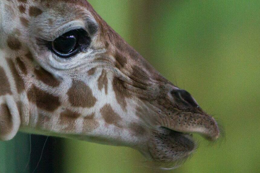 Александр Подгорчук / Клопс.Ru