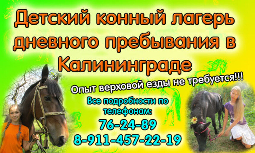 Впервые в центре Калининграда откроется детский конный лагерь - Новости Калининграда
