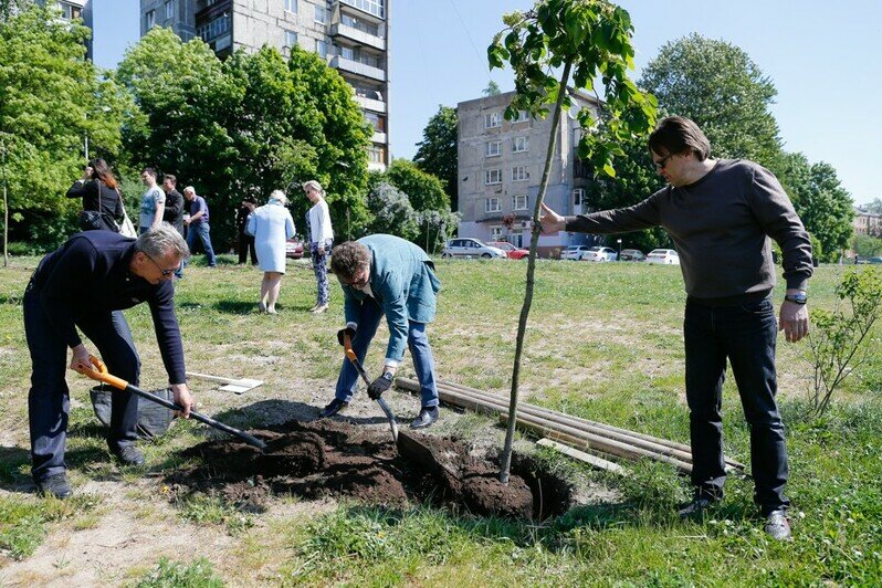 Калининградская торгово-промышленная палата подарила горожанам аллею с молодыми деревцами на набережной Трибуца - Новости Калининграда