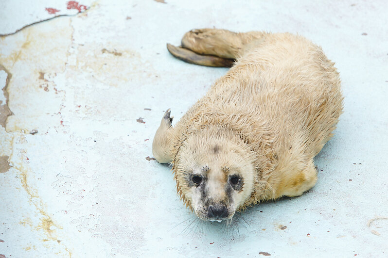 Фото Клопс.Ru. Автор: Александр Подгорчук