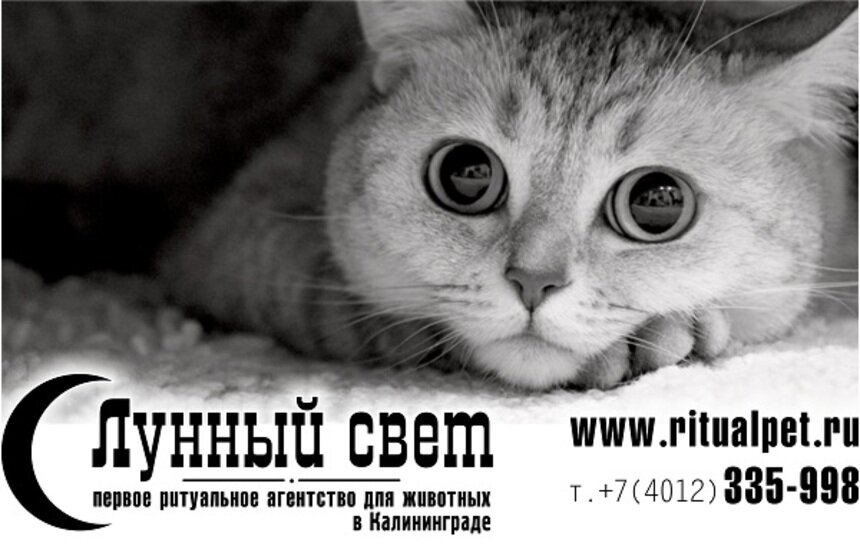 Что делать, если умер домашний любимец? - Новости Калининграда