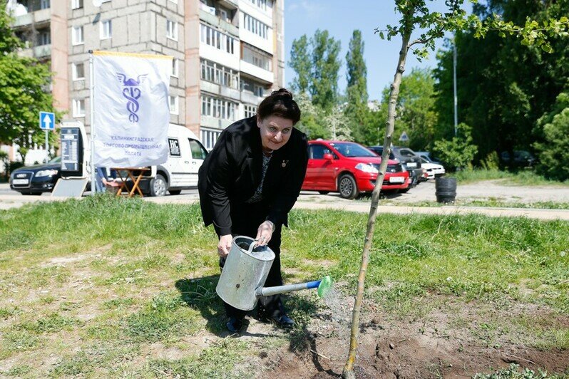 Калининградская торгово-промышленная палата подарила горожанам аллею с молодыми деревцами на набережной Трибуца - Новости Калининграда